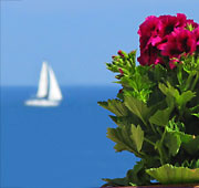Sea, flowers and palm trees