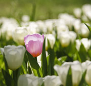 La Festa dei tulipani