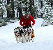 Sulla neve con gli husky