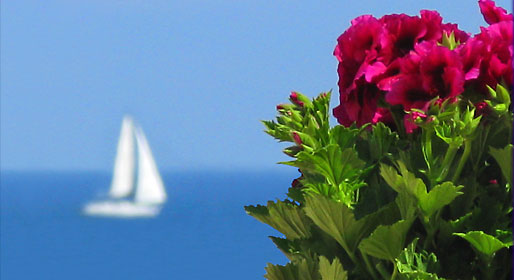 Sea, flowers and palm trees