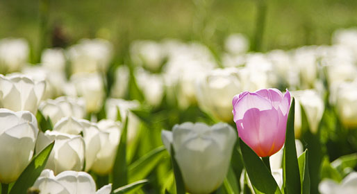 Mister Tulip